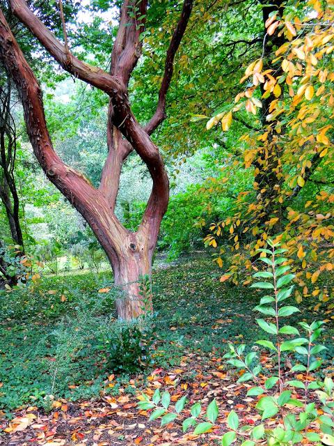 Popurrí de otoño.