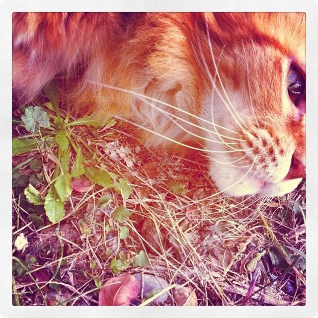 LINDO GATITO