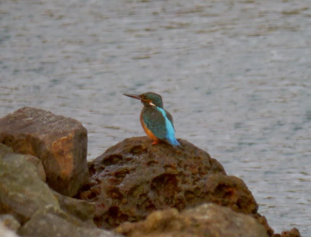 Martín pescador