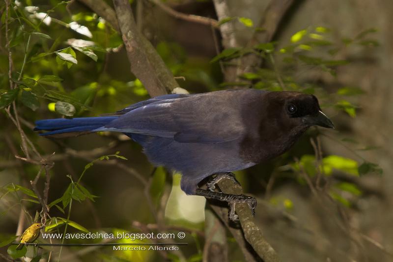 Urraca morada (Purplish jay) Cyanocorax cyanomelas
