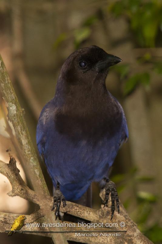 Urraca morada (Purplish jay) Cyanocorax cyanomelas Urraca morada (Purplish jay) Cyanocorax cyanomelas