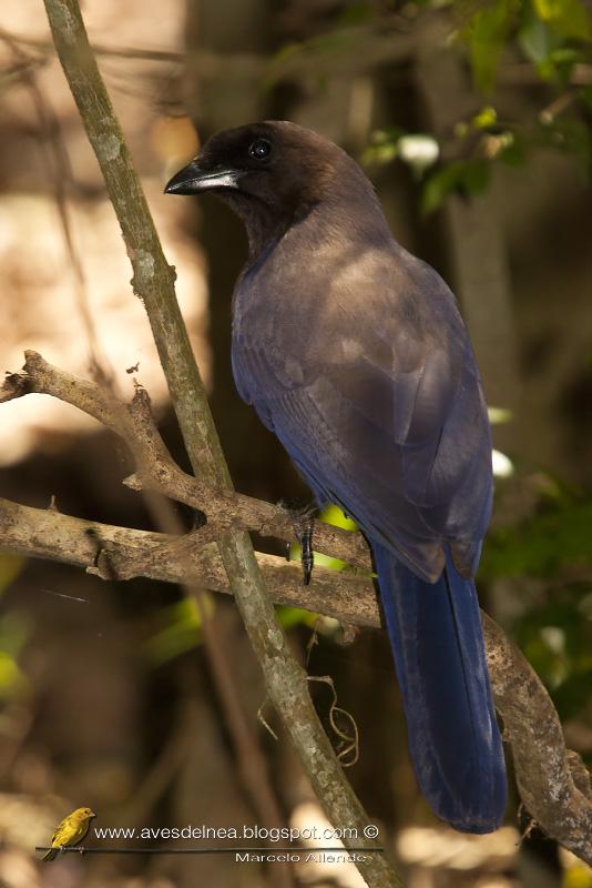 Urraca morada (Purplish jay) Cyanocorax cyanomelas Urraca morada (Purplish jay) Cyanocorax cyanomelas