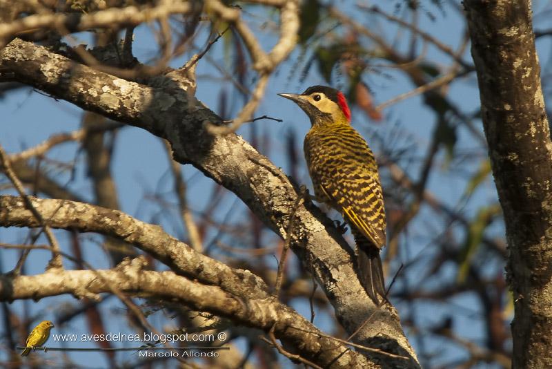 Carpintero real (Green-barred Woodpecker) Colaptes melanochloros