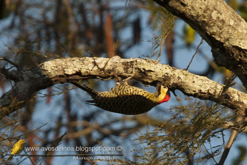Carpintero real (Green-barred Woodpecker) Colaptes melanochloros