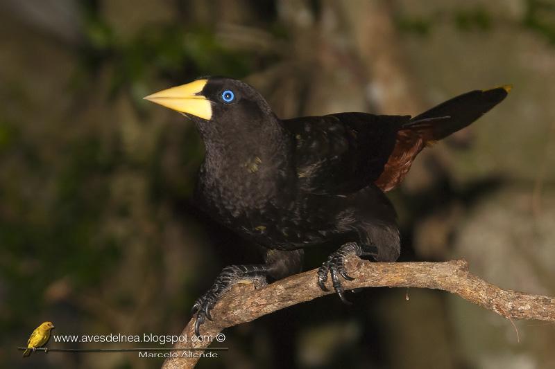 Yapú (Crested Oropendola) Psarocolius decumanus