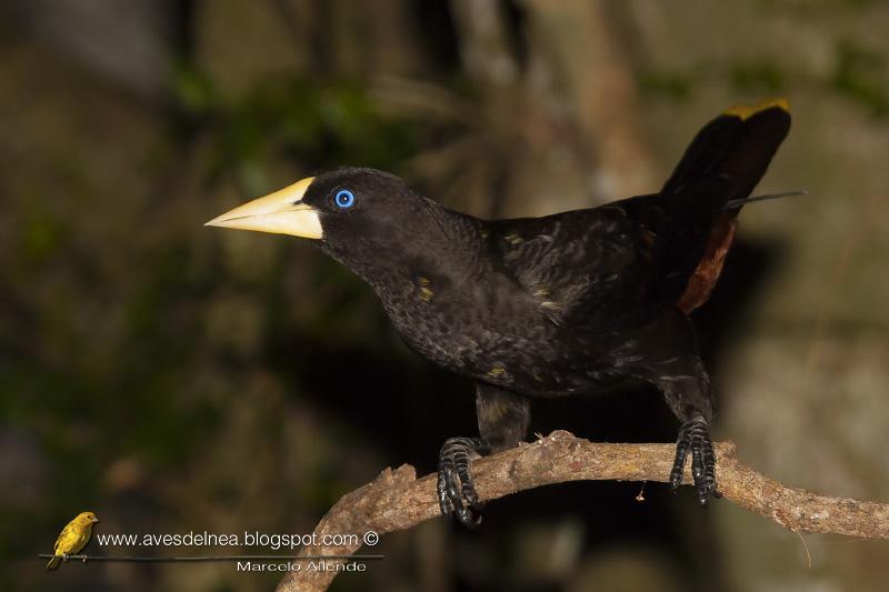 Yapú (Crested Oropendola) Psarocolius decumanus