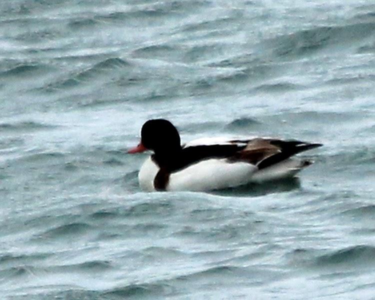 Fugazmente, un tarro blanco.