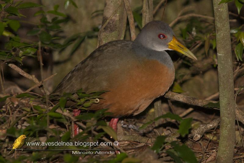 Chiricote (Gray-necked Wood-Rail) Aramides cajanea