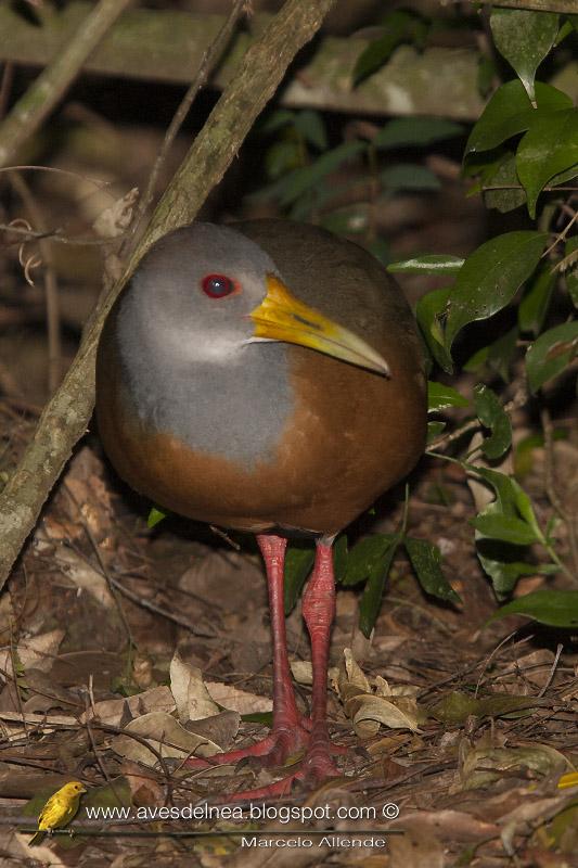 Chiricote (Gray-necked Wood-Rail) Aramides cajanea