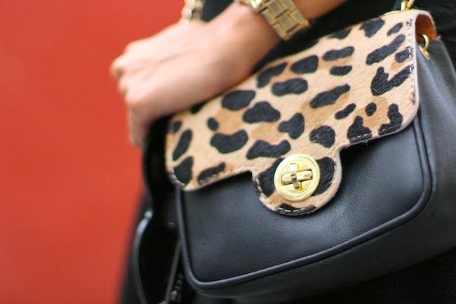 Pop of leopard