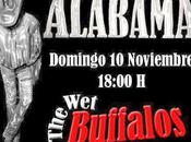 Buffalos Alabama 10/11/2013