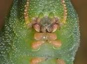 Marumba quercus (Denis Schiffermüller 1775) Esfinge roble