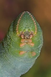 Para ampliar Marumba quercus (Denis & Schiffermüller 1775) hacer clic