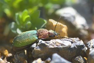 Para ampliar Dinodes fulgidicollis fulgidicollis (Dufour, 1820) hacer clic