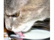 gatos pueden tomar leche soja?