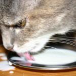 los gatos pueden tomar leche de soja