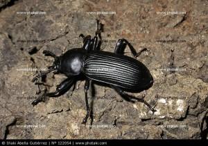 escarabajo-africano_122054