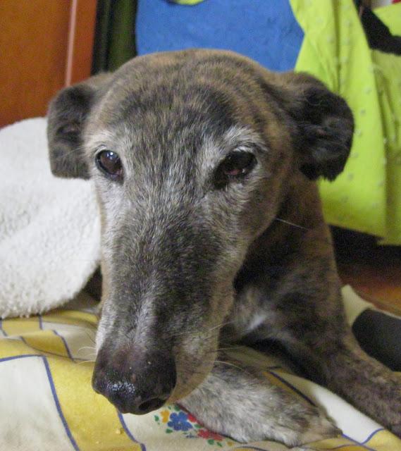 Envejecer es vivir y yo sigo viviendo.