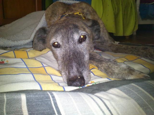 Envejecer es vivir y yo sigo viviendo.