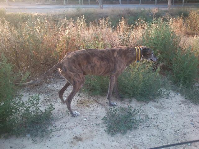 Envejecer es vivir y yo sigo viviendo.