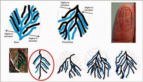 El mito de que los dedos mojados se arrugan porque absorben agua