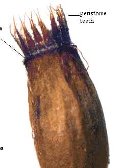 Ciclo de vida de los musgos