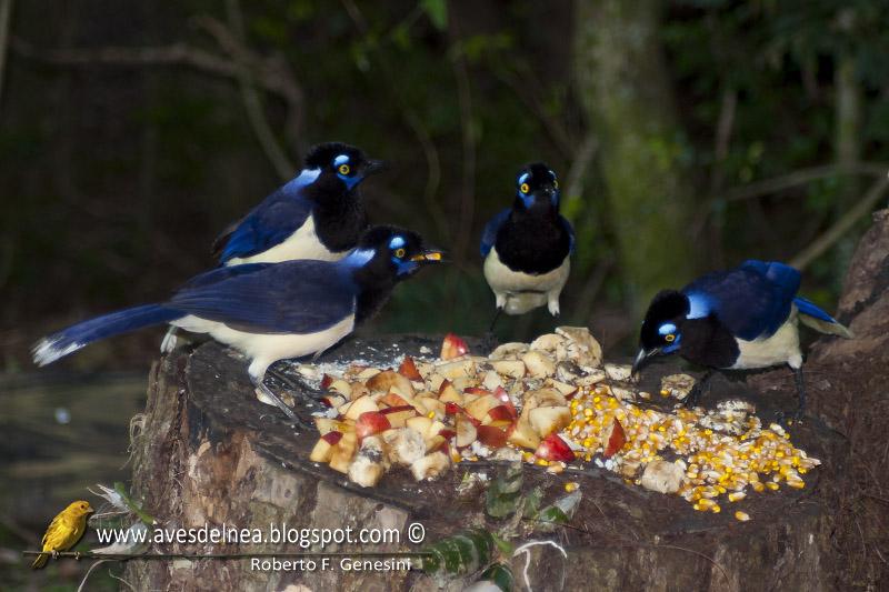 Desayunando con las Urracas