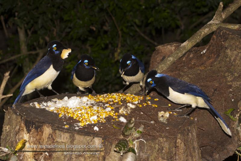 Desayunando con las Urracas