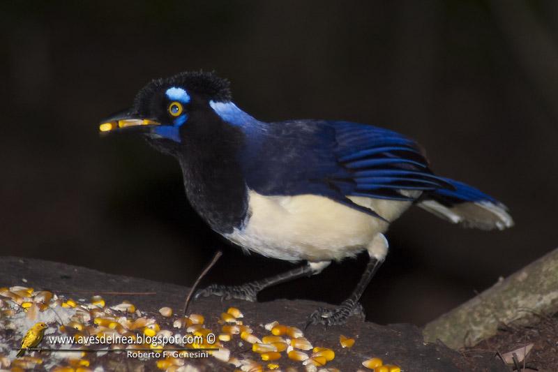 Desayunando con las Urracas