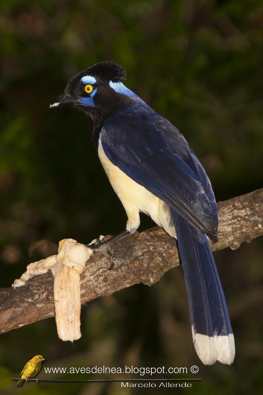 Desayunando con las Urracas
