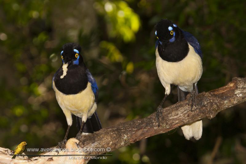 Desayunando con las Urracas