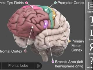 El cerebro 3D en tu Ipad.