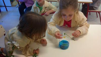 TALLER DE EXPERIMENTACIÓN: TEÑIMOS FLORES