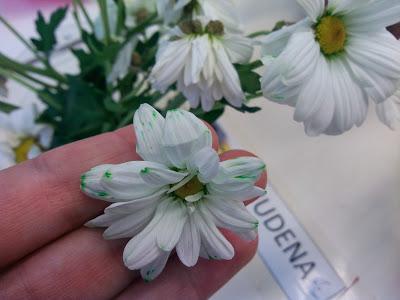 TALLER DE EXPERIMENTACIÓN: TEÑIMOS FLORES