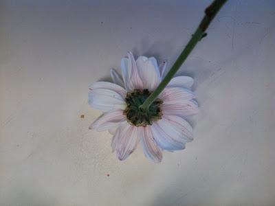 TALLER DE EXPERIMENTACIÓN: TEÑIMOS FLORES