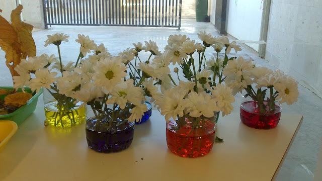 TALLER DE EXPERIMENTACIÓN: TEÑIMOS FLORES