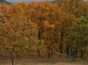 Otoño Valle: paraíso fotografía