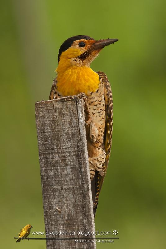 Carpintero camestre (Field Flicker) Colaptes campestris