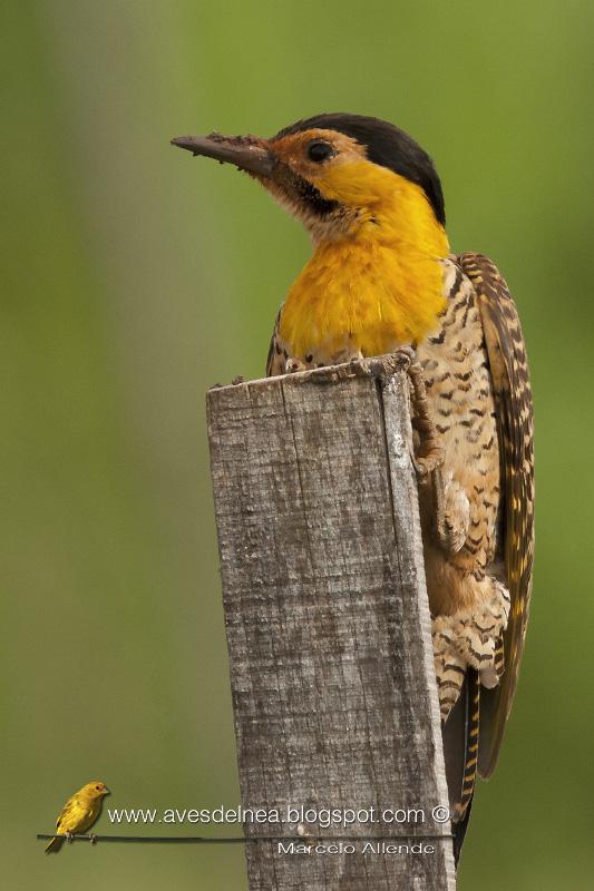 Carpintero camestre (Field Flicker) Colaptes campestris Carpintero camestre (Field Flicker) Colaptes campestris