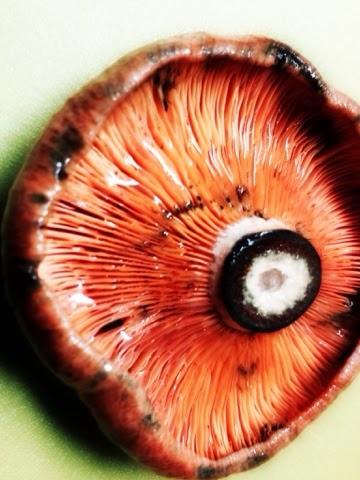 Patatas con carne y niscalos.