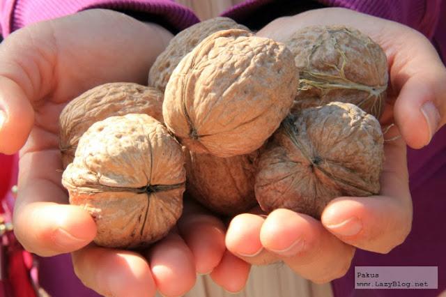 Nueces de California (I). El delicioso fruto seco con propiedades antioxidantes