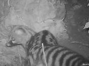 encuentros ginetas