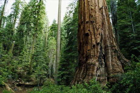 El BOSQUE, mi MAESTRO El BOSQUE, mi MAESTRO