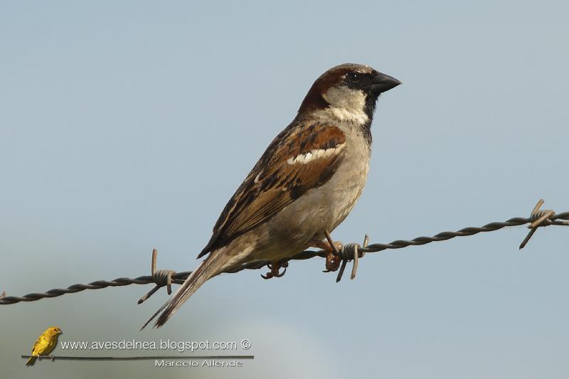 Gorrión (House Sparrow) Passer domesticus
