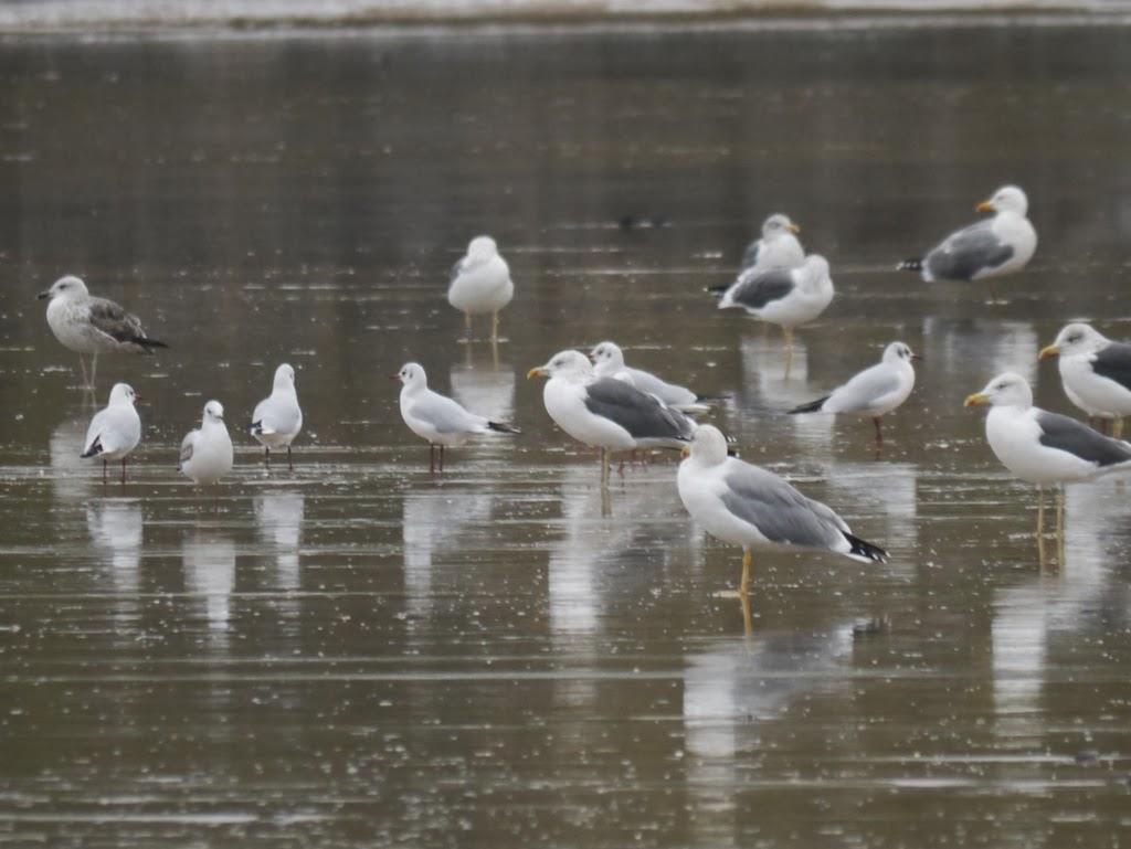 Un cierto aroma a invierno