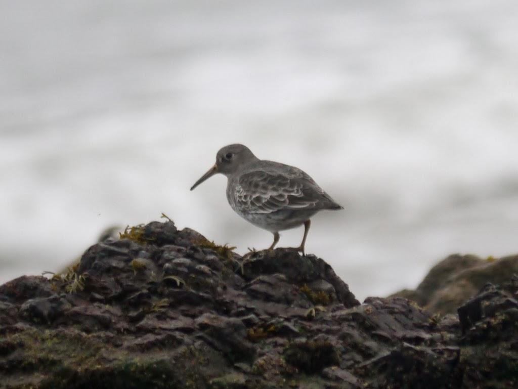 Un cierto aroma a invierno