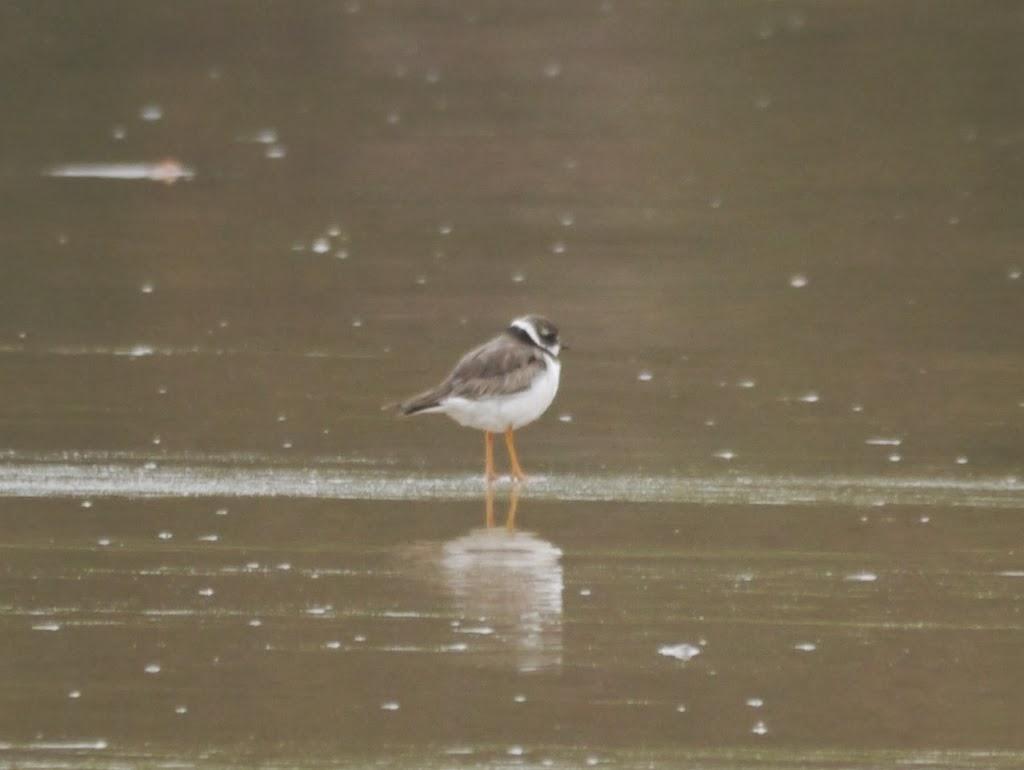 Un cierto aroma a invierno