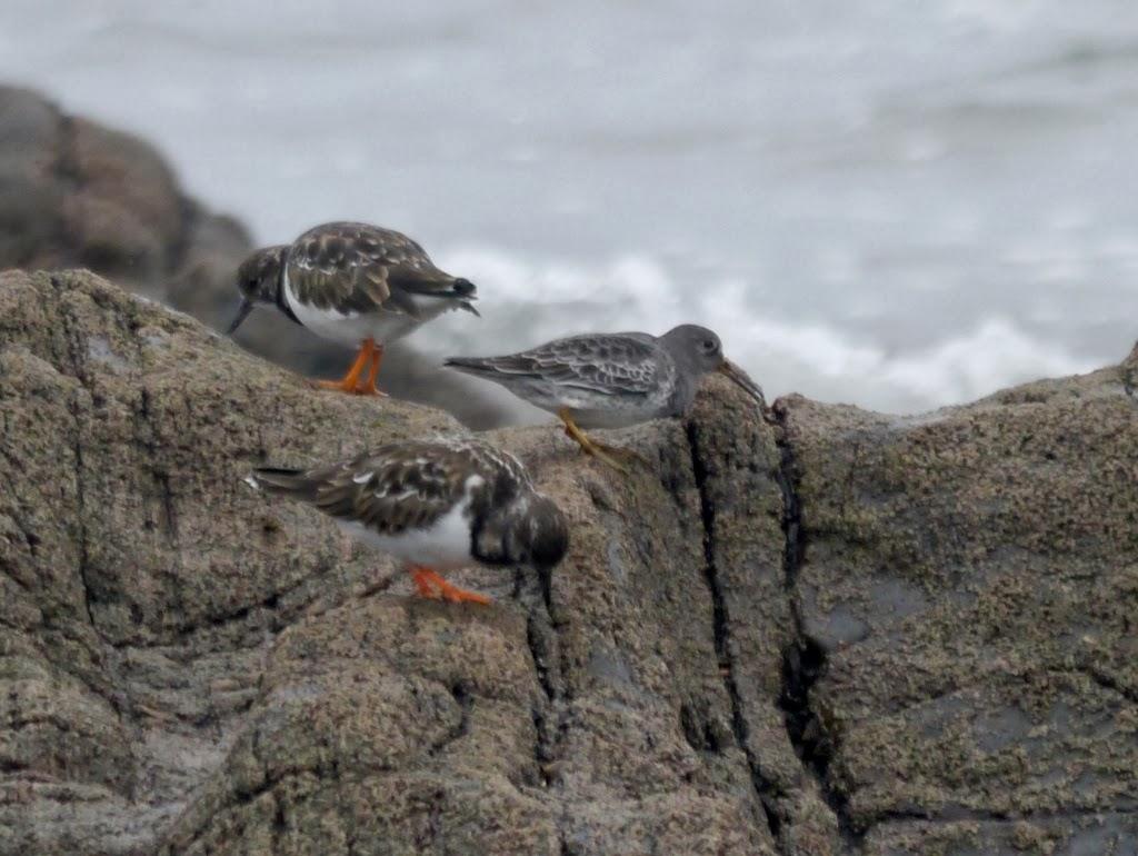 Un cierto aroma a invierno