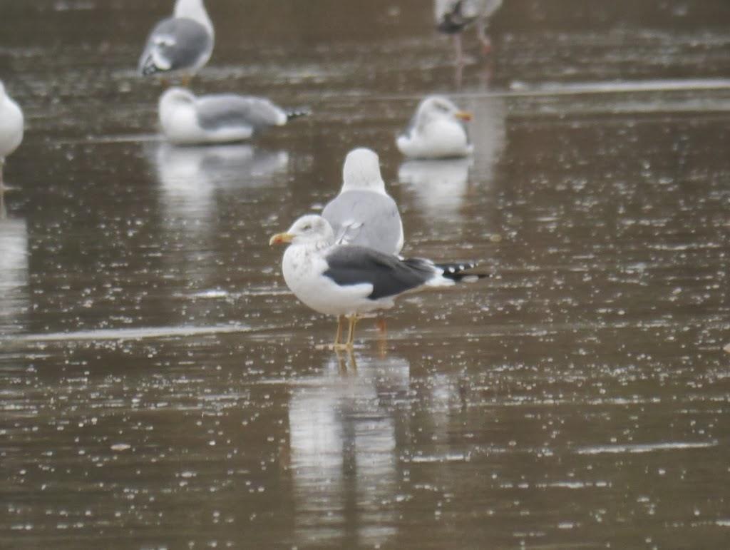 Un cierto aroma a invierno