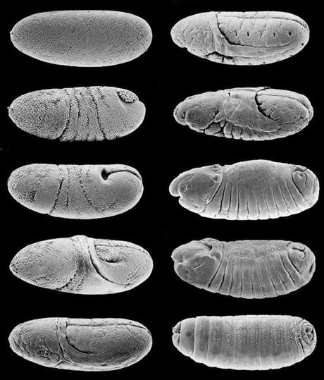 Morfogénesis celular